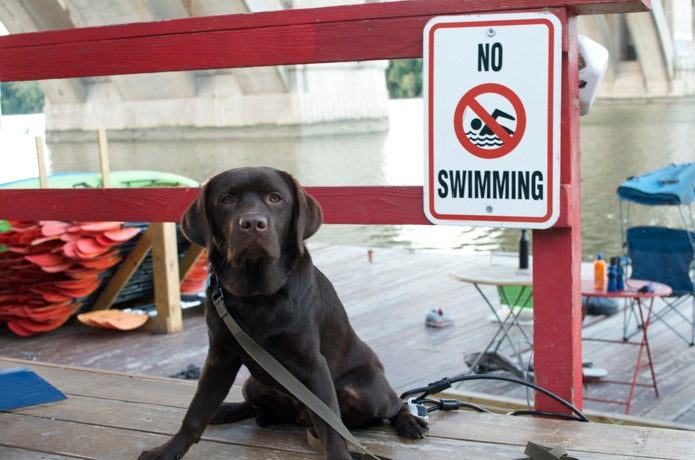 No Swimming With Monster