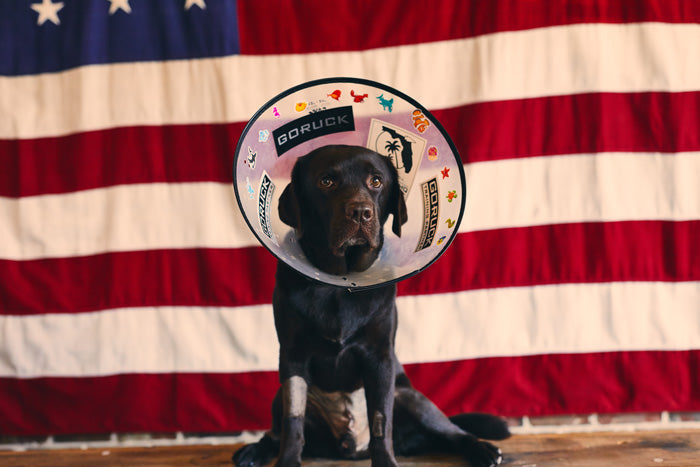 Monster and the Cone of Shame