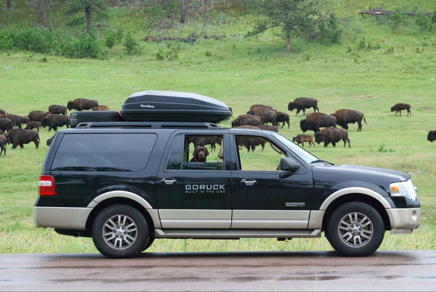 Black SUV with roof cargo box parked near grassy field with a herd of bison and a dog inside the vehicle