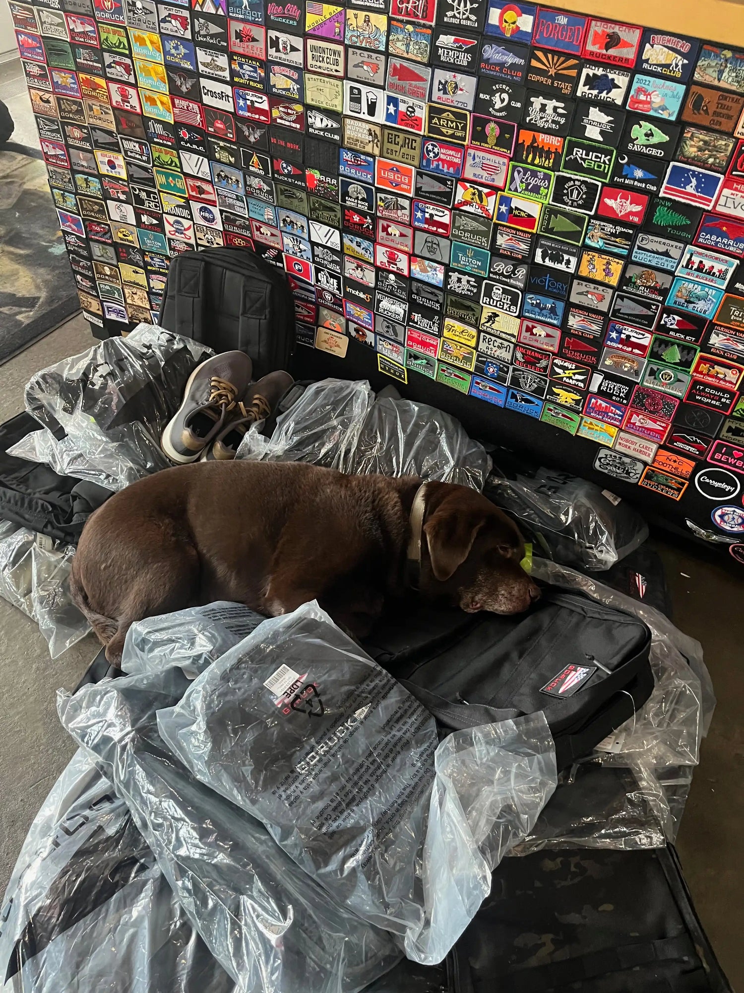 Chocolate Labrador dog sleeping on black bags and gear in front of a wall with colorful ruck patch collection