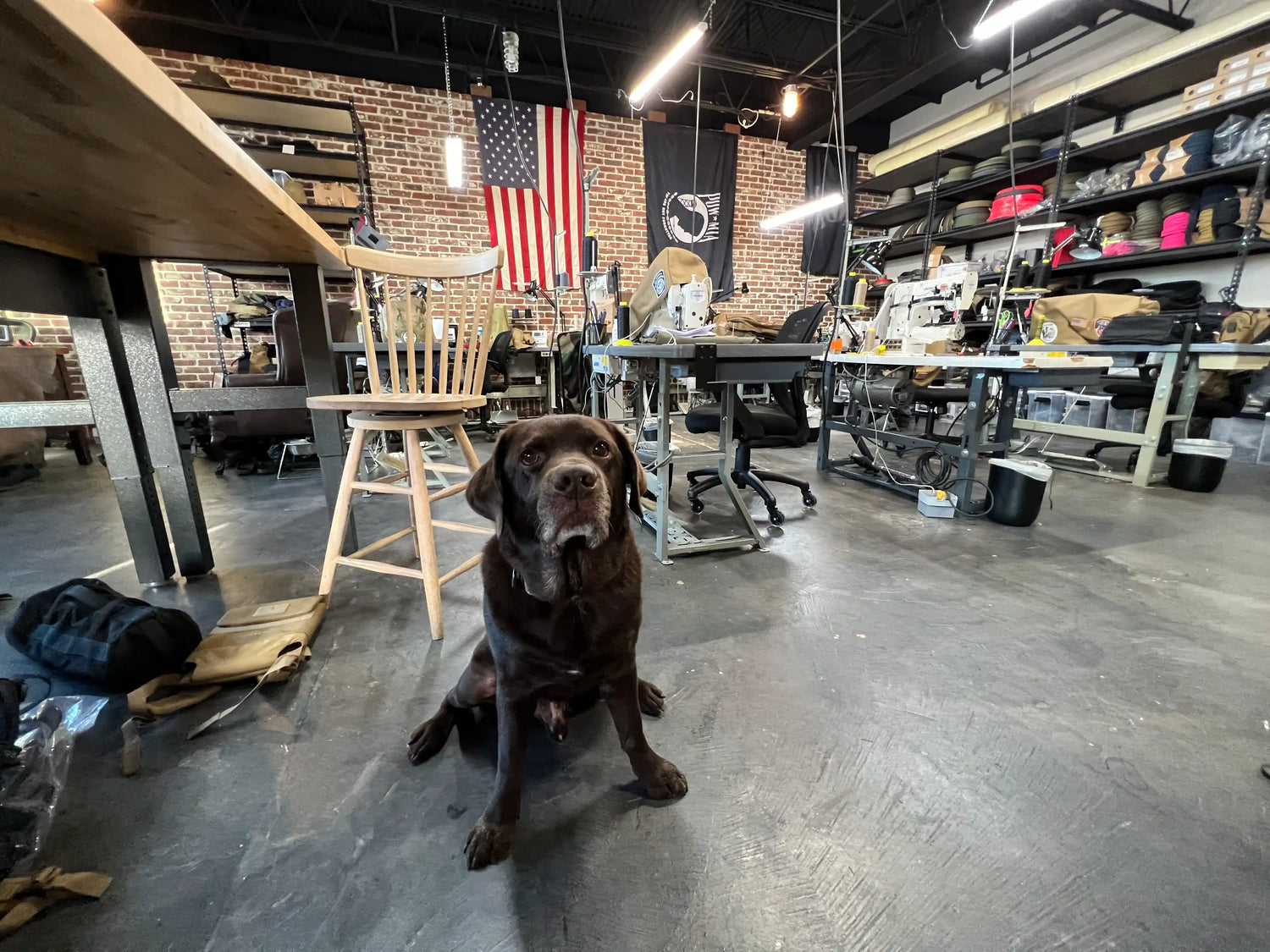 Chocolate labrador dog in GORUCK workshop with American flag, sewing machines, and rucking gear