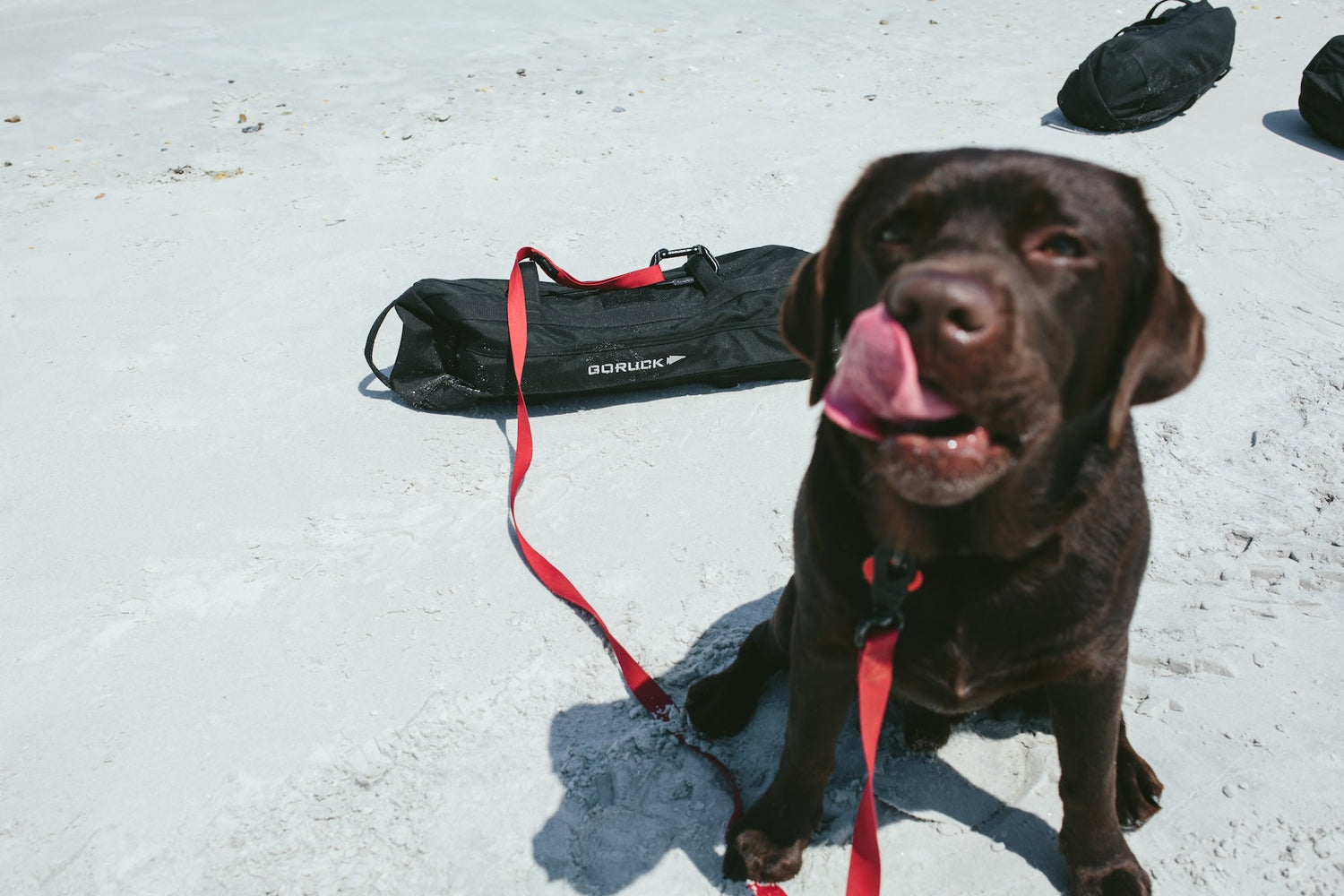 Chocolate lab on a beach with red leash, GORUCK sandbag in background
