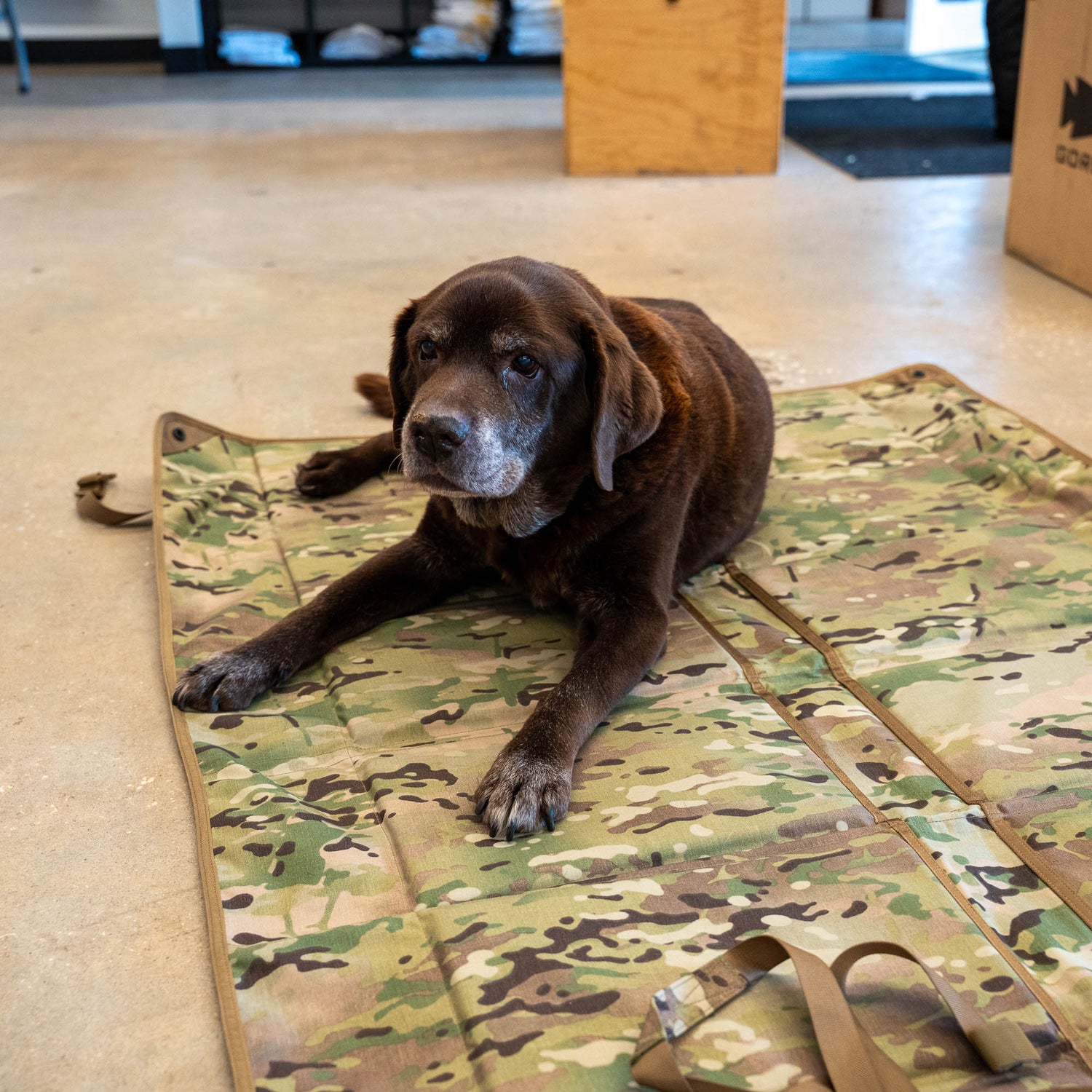 A senior brown dog rests on the Shooting Mat indoors, gazing up at the camera.