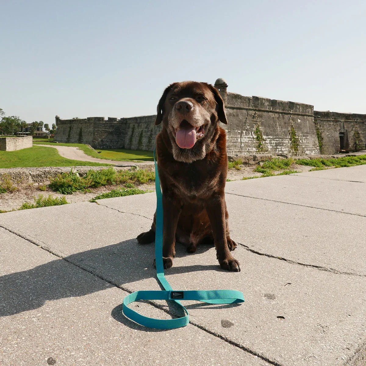 Chocolate Labrador retriever sitting on concrete path with a turquoise GORUCK leash near historic stone fort