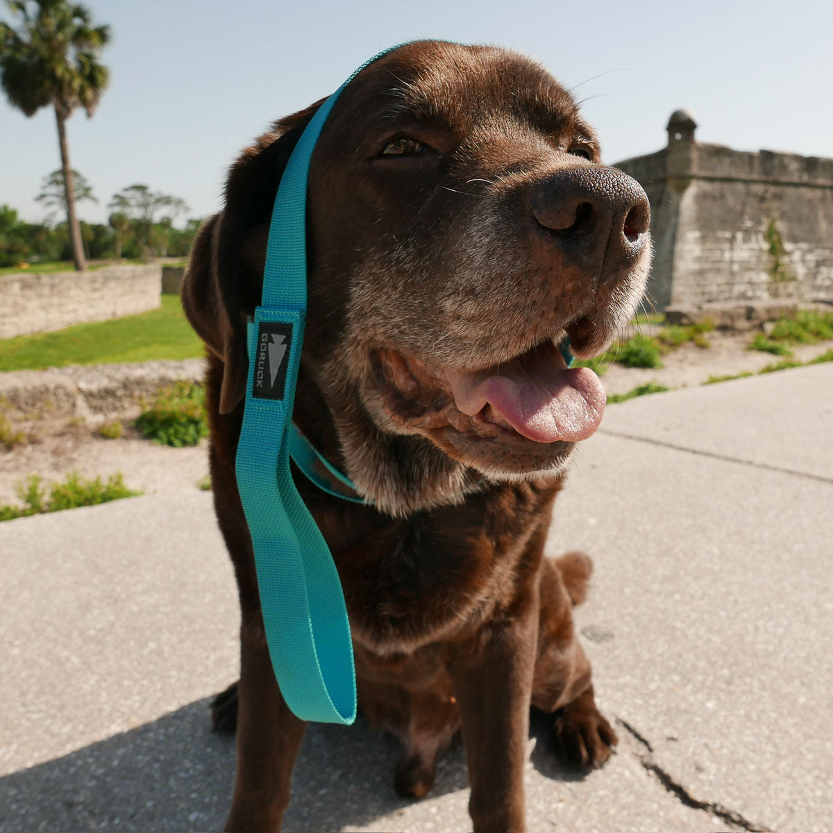 Brown dog sitting on pavement, tongue out, with a turquoise Dog Leash made from military-grade nylon webbing loosely draped over its head.
