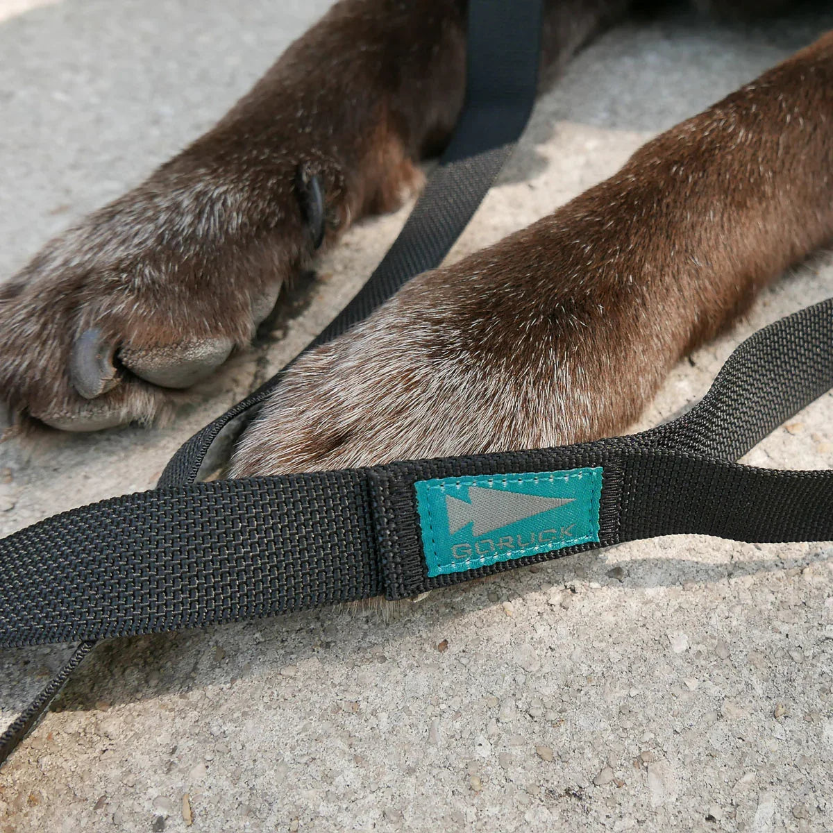 Close-up of brown dog paws resting on concrete next to black GORUCK strap with teal logo patch