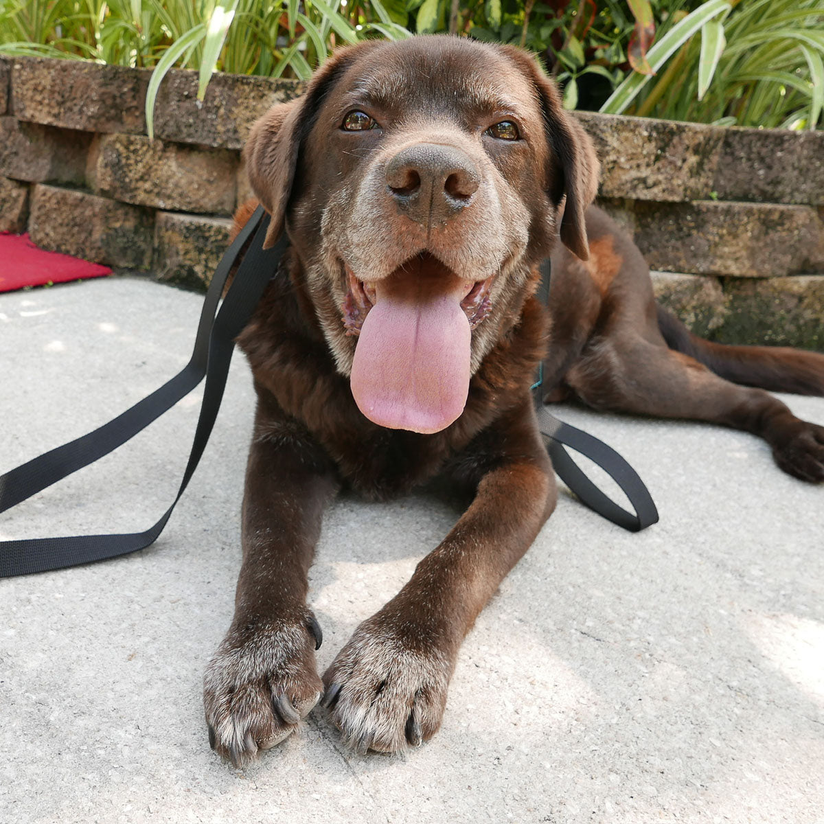 A happy brown dog with a small Dog Leash featuring a secure clip lies on concrete, tongue out, in front of a garden wall.