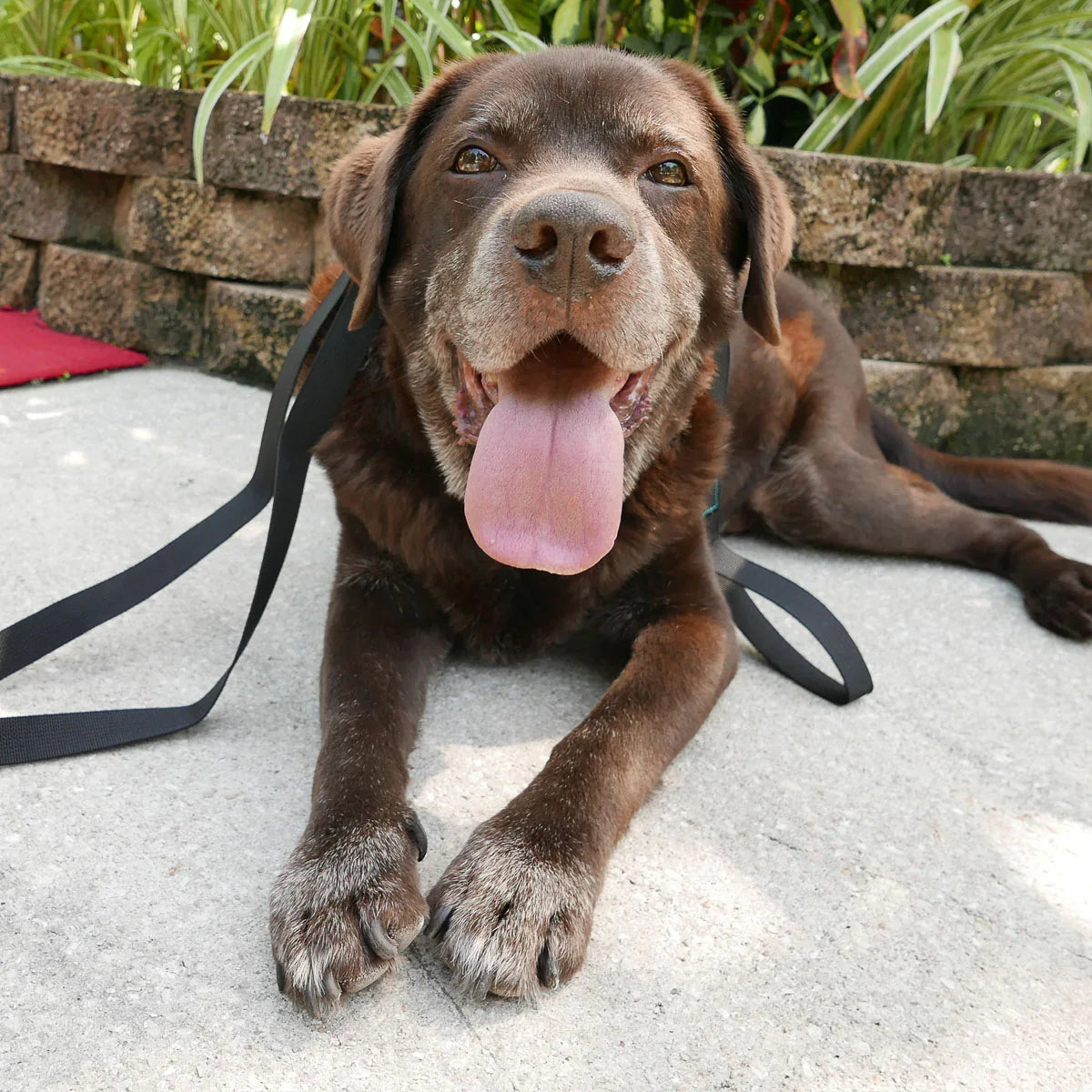 Happy brown Labrador dog lying on concrete with black leash outdoors near brick planter