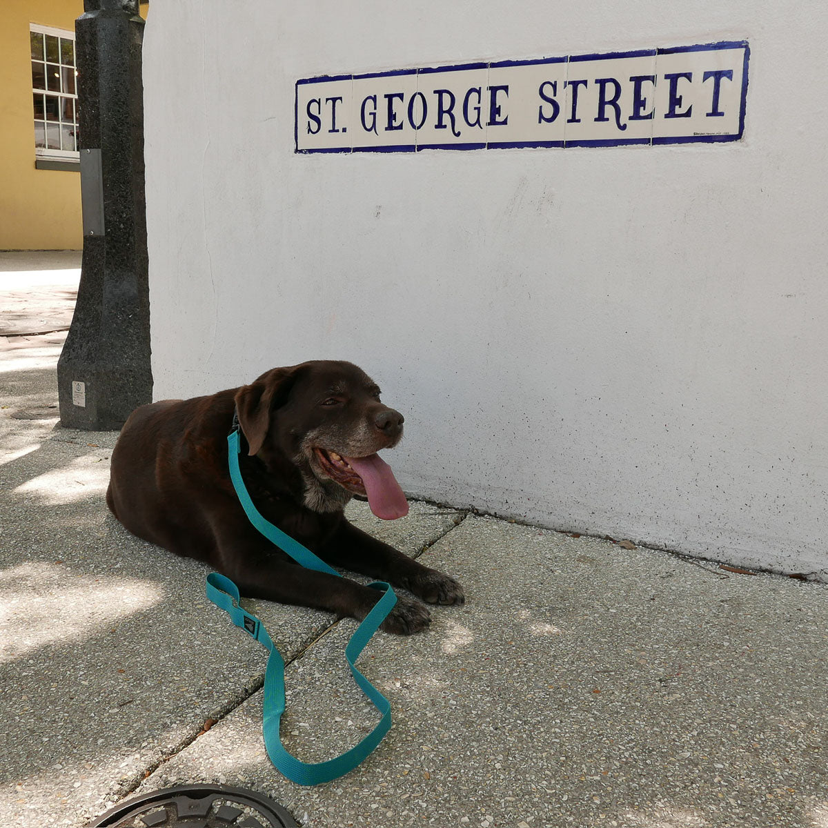 A brown dog with a blue small Dog Leash made of military-grade nylon webbing lies on the sidewalk beneath a