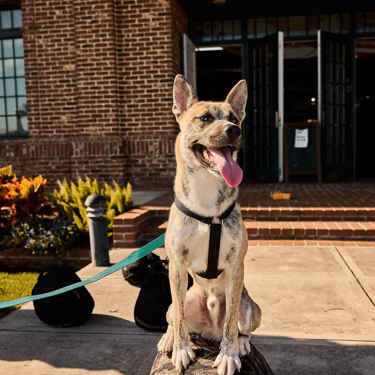 A dog with a pale coat and a black harness sits on a rock in front of a brick building. The sun shines brightly, accentuating its panting tongue and the GORUCK Small Dog Leash in green, made from military-grade nylon, resting securely on the ground with its sturdy clip.