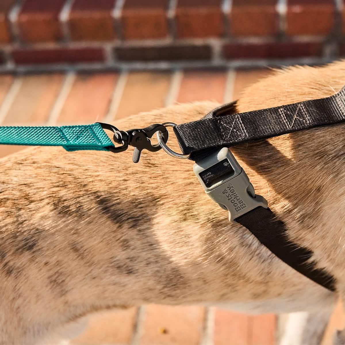 Close-up of a dog wearing a black collar with a metal leash clip attached to a teal nylon leash on a brick background