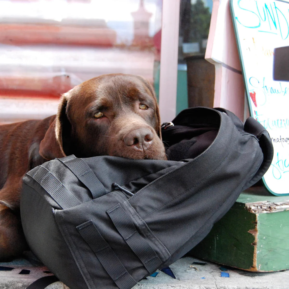 Chocolate labrador resting head on a black GORUCK rucksack outdoors