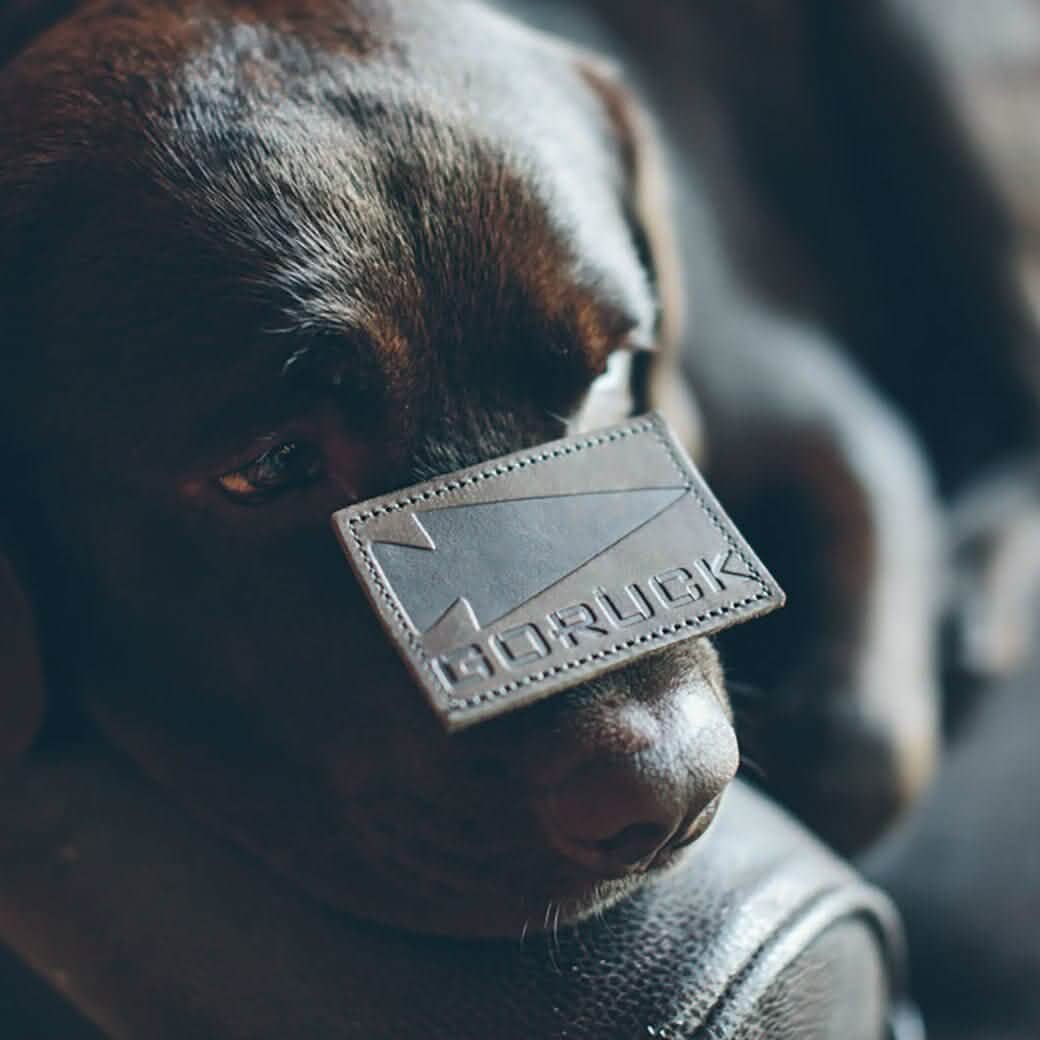A close-up of a black dog resting with the Patch - Leather GORUCK Spearhead from vendor-unknown on its nose, featuring VELCRO® backing. The softly blurred background accentuates the dog's shiny fur and the detailed stitching on the leather patch.