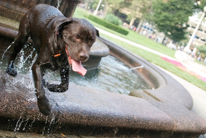 Java Wins the Rock ‘n’ Roll Half Marathon, Chicago, Illinois
