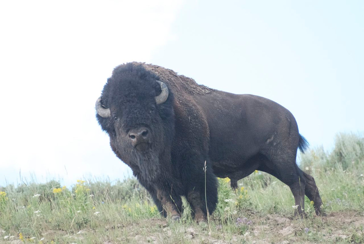 Yellowstone National Park, Wyoming
