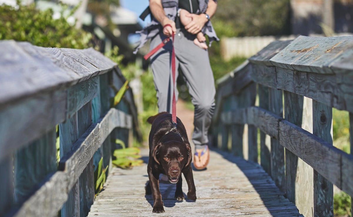 Off-Leashing at the Beach with Monster