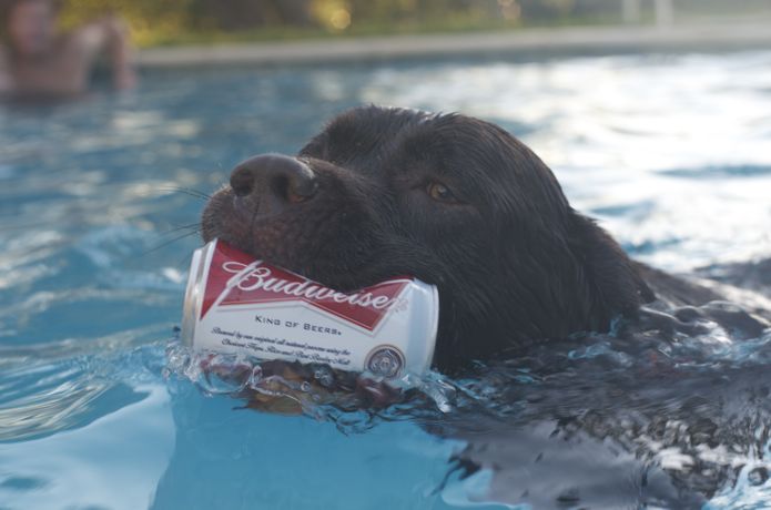 Vote Java for President 2012