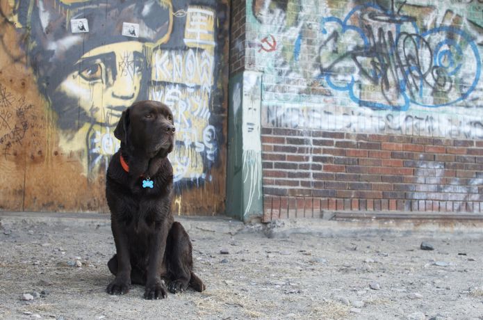 Java Earns His Keep in Bozeman, Montana