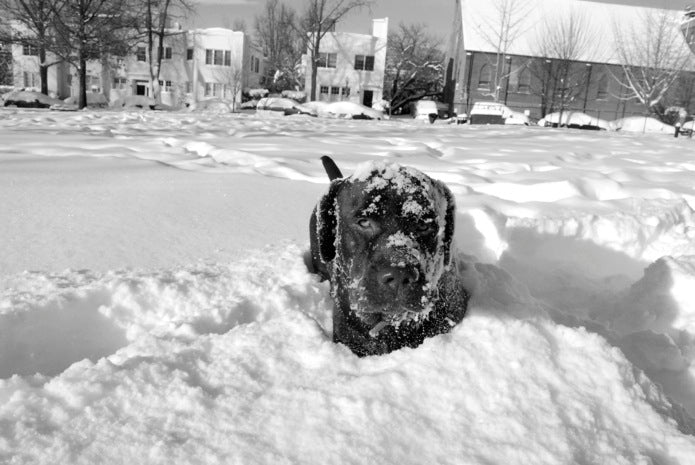 Java Says Bring It, Polar Vortex
