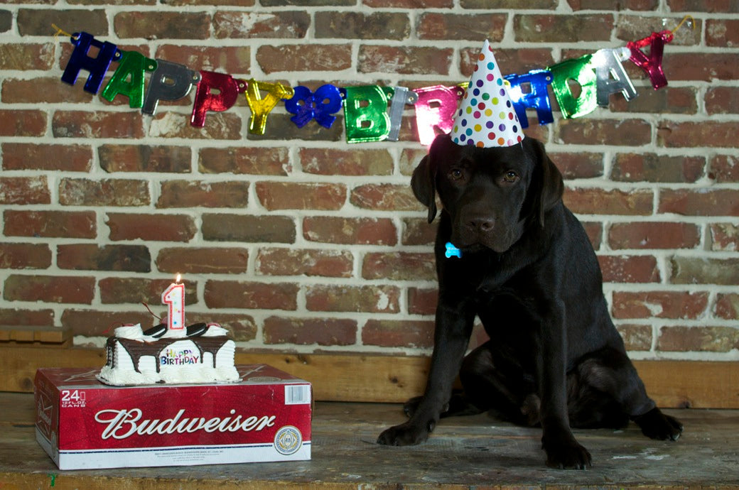 Happy Birthday #1, Monster