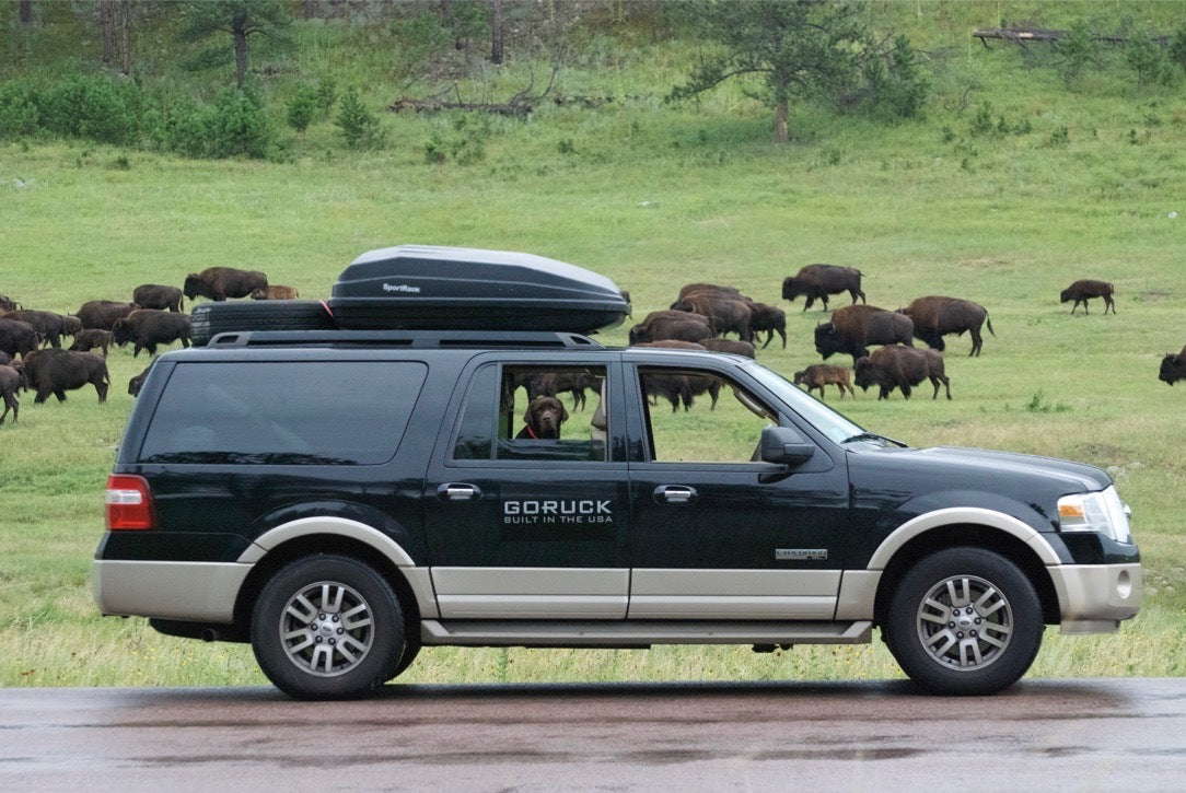 GORUCK SUV parked on roadside with dog inside, bison herd grazing on grassy field