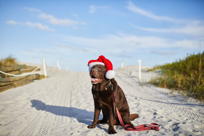 Chocolate lab wearing a Santa hat on a sandy beach with blue sky, GORUCK holiday image