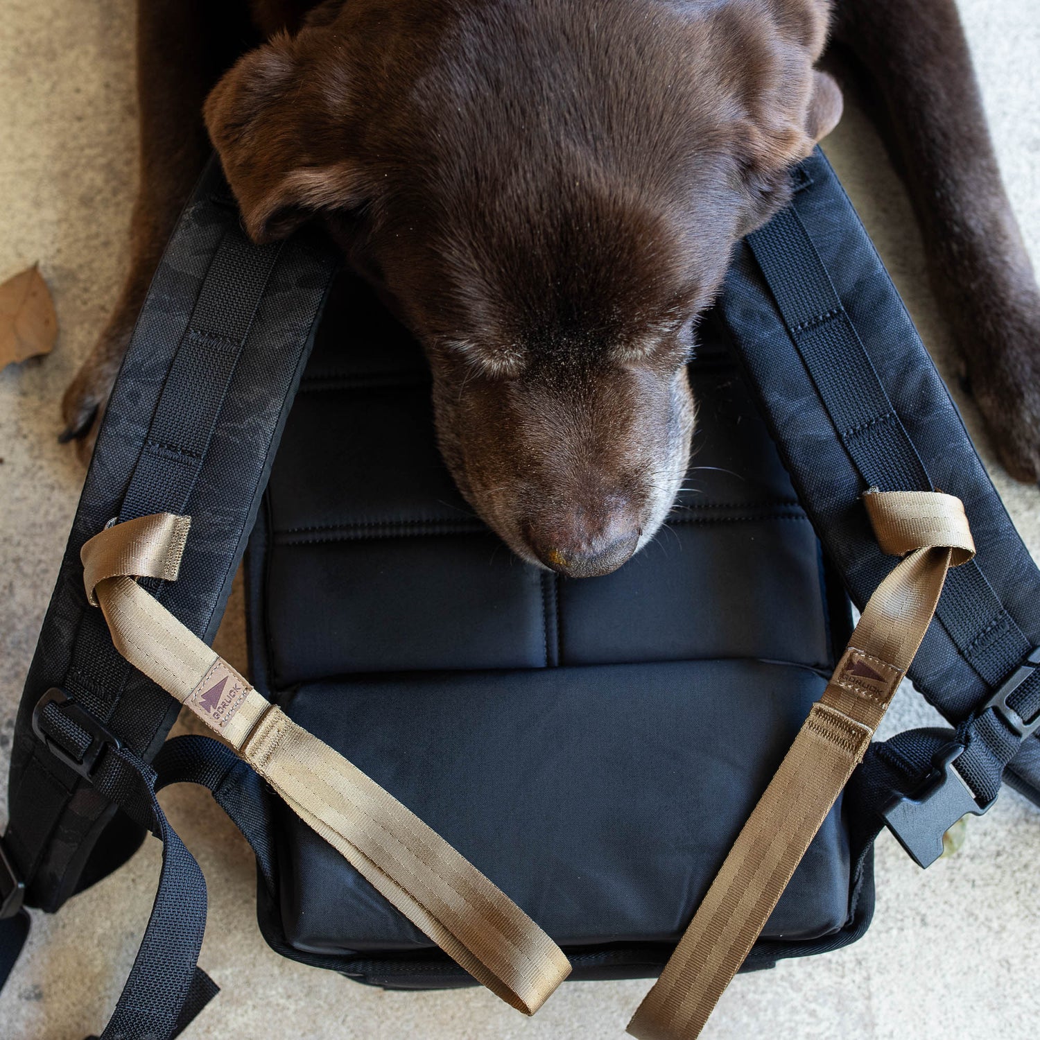 A brown dog with a med band rests its head on a black backpack featuring tan T-REX Hand Straps, lying on a light-colored floor.