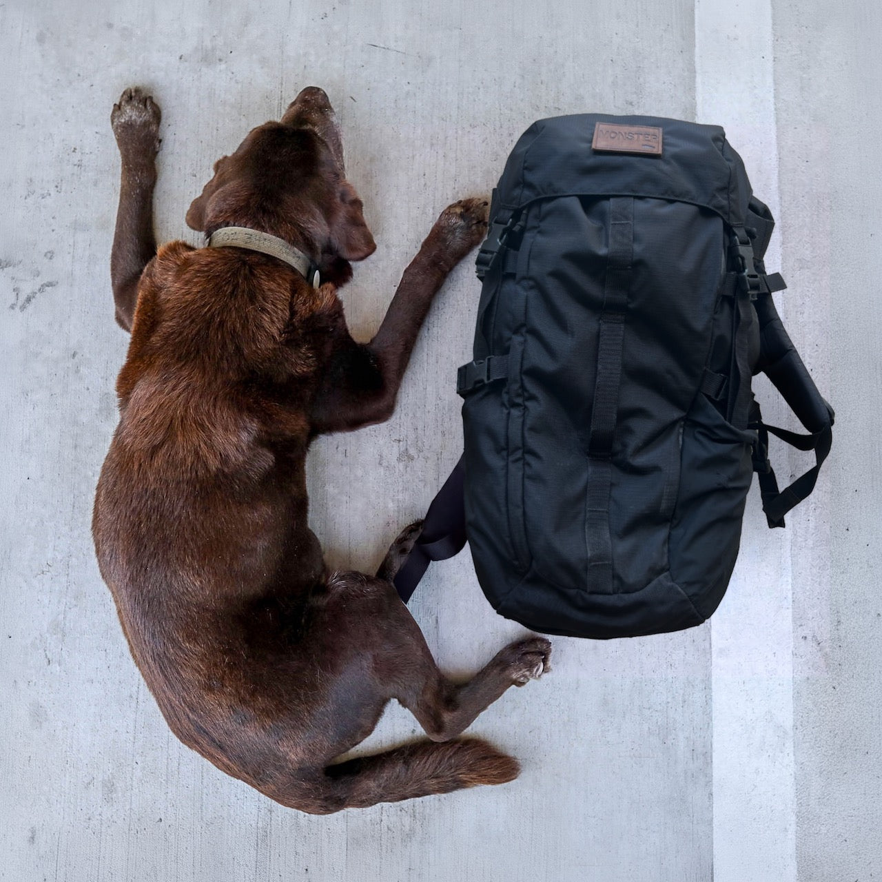 A brown dog lies on concrete next to the GR MONSTER Rucksack – PREORDER (large, black), both viewed from above.
