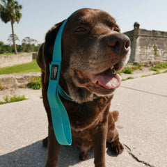 Brown dog sitting on pavement, tongue out, with a turquoise Dog Leash made from military-grade nylon webbing loosely draped over its head.