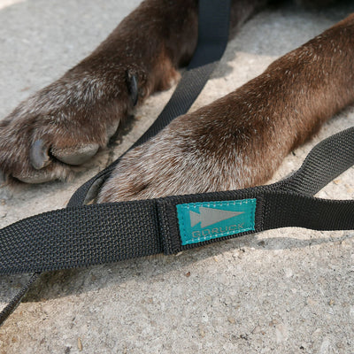 Close-up of a dog's front paws on concrete with the Dog Leash nearby, featuring a secure clip, "GORUCK" label, and military-grade nylon webbing.