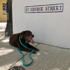 A brown dog with a blue small Dog Leash made of military-grade nylon webbing lies on the sidewalk beneath a "St. George Street" sign.