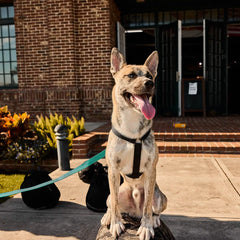 A dog with a pale coat and a black harness sits on a rock in front of a brick building. The sun shines brightly, accentuating its panting tongue and the GORUCK Small Dog Leash in green, made from military-grade nylon, resting securely on the ground with its sturdy clip.