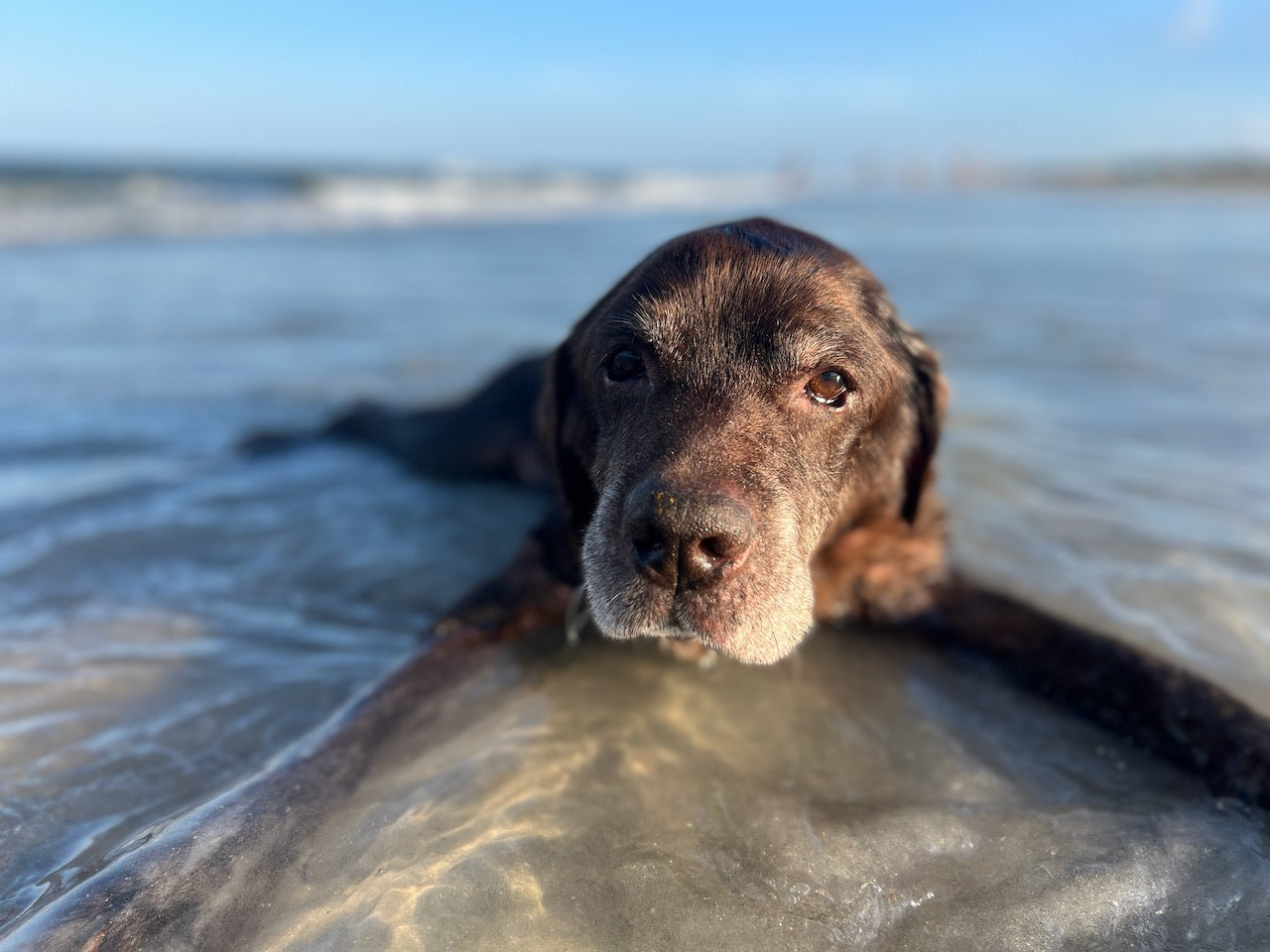 Wearing the Monster Forever Tee - PREORDER, a brown dog lies in shallow beach water, gazing at the camera—a tranquil scene captured as a cherished pet memorial.