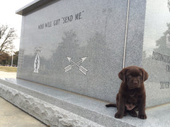 A chocolate lab puppy sits beside a monument engraved with “WHO WILL GO? ‘SEND ME.’”, capturing the heartfelt bond honored by the Monster Forever Tee (PREORDER) and the promise of reunion at the Rainbow Bridge.