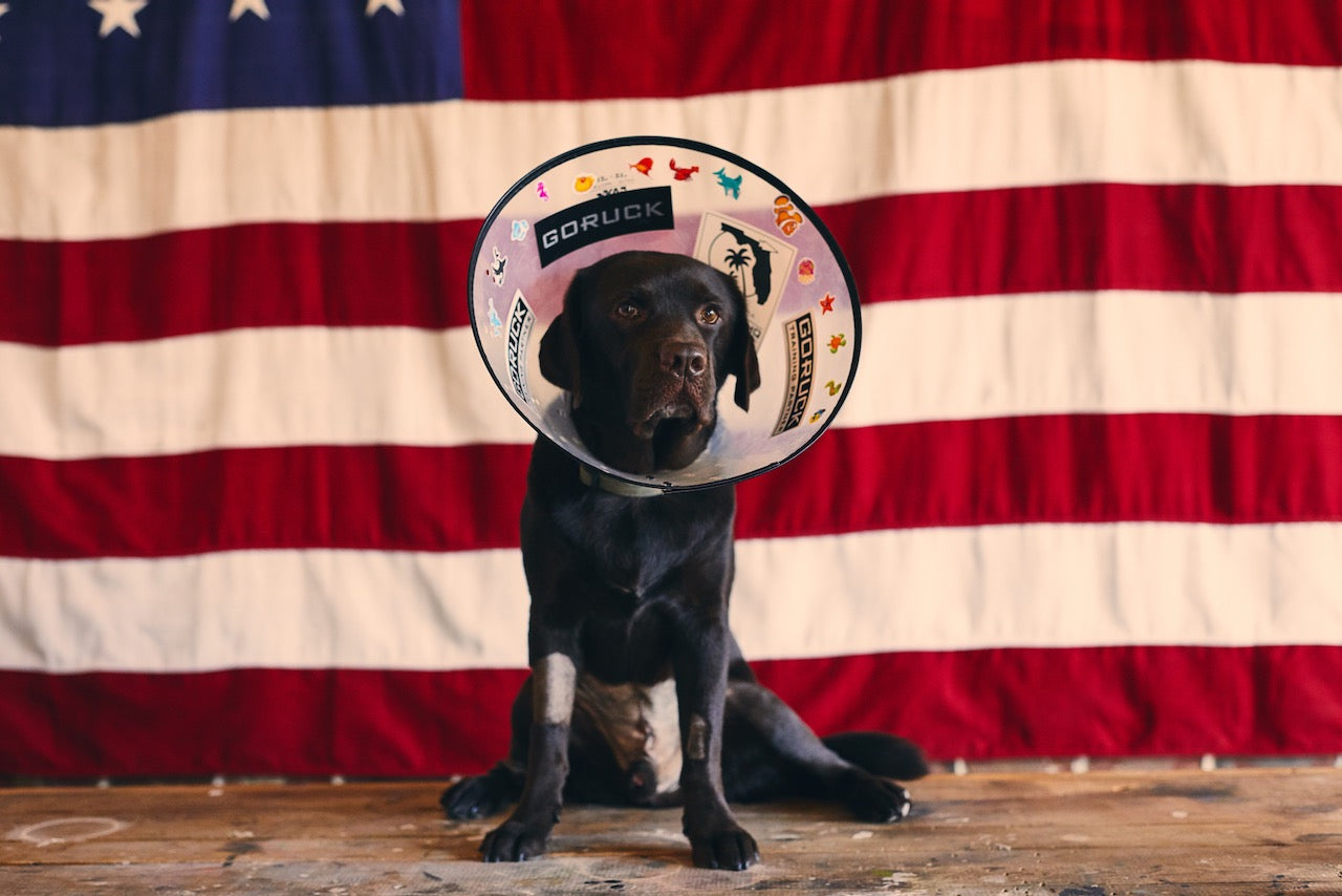 A black dog wearing a decorated medical cone sits in front of a large American flag backdrop, creating a touching pet memorial tribute to loyalty and love that lasts—just like the Monster Forever Tee (PREORDER).