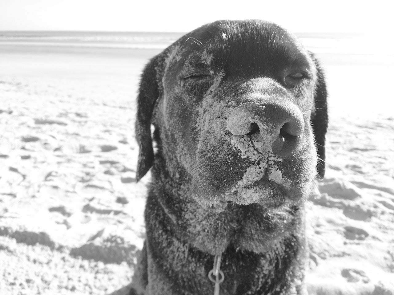 A black dog with sand on its face sits on a sunlit beach, squinting—a touching scene captured on the Monster Forever Tee (PREORDER), perfect for honoring beloved companions and keeping their memory close.