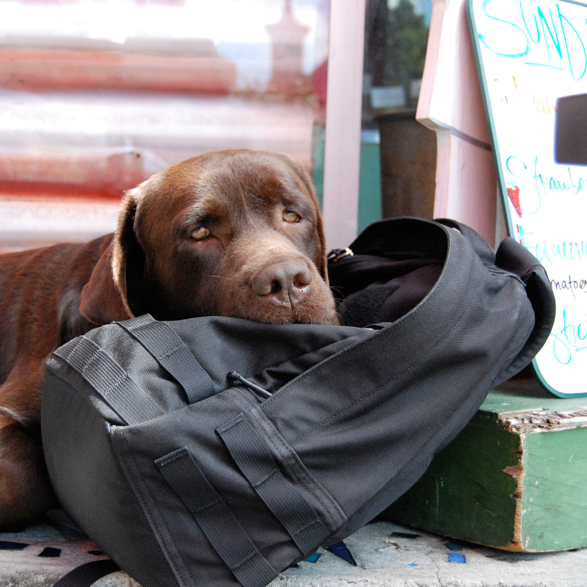A brown dog rests its head on a black Radio Ruck USA Throwback backpack, lying next to a colorful sidewalk sign.
