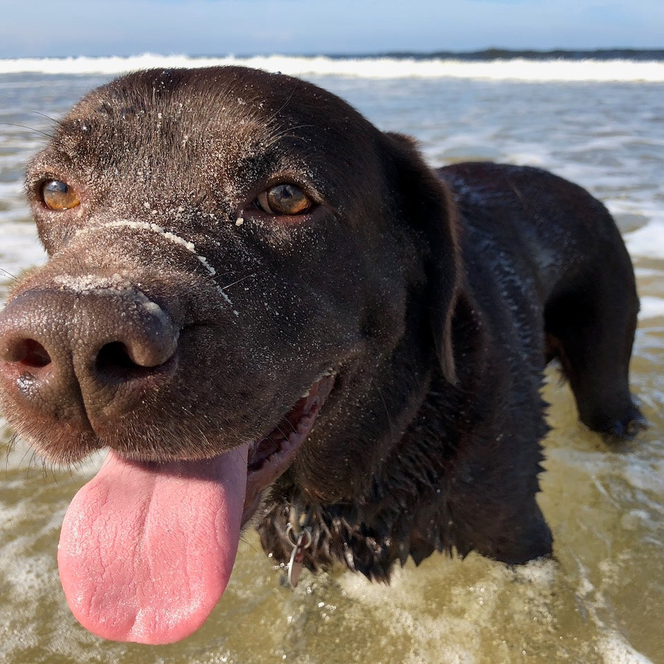 Wearing the Monster Forever Tee - PREORDER, a black dog with sand on its nose stands in shallow ocean water, tongue out, on a sunny day—a perfect moment for a pet memorial photo that celebrates the lasting bond remembered from here to the Rainbow Bridge.