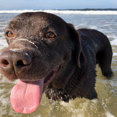 Wearing the Monster Forever Tee - PREORDER, a black dog with sand on its nose stands in shallow ocean water, tongue out, on a sunny day—a perfect moment for a pet memorial photo that celebrates the lasting bond remembered from here to the Rainbow Bridge.