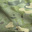 Tropic Multicam
