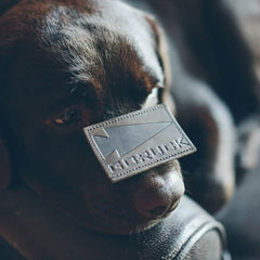 Close-up of a dark brown dog resting its head on a surface with a GORUCK leather patch on its snout